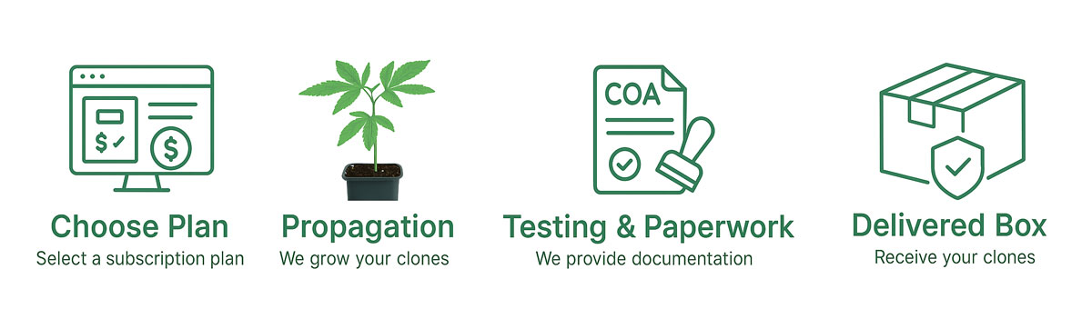 Four-step visual storyboard of hemp clone subscription: choose plan, propagation, testing paperwork, delivered box; consistent green/white palette, simple icons plus photo elements.